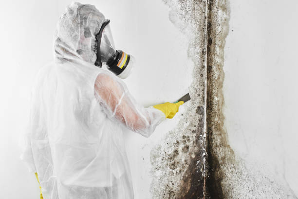 Professional Mold Removal in Moody Af, GA