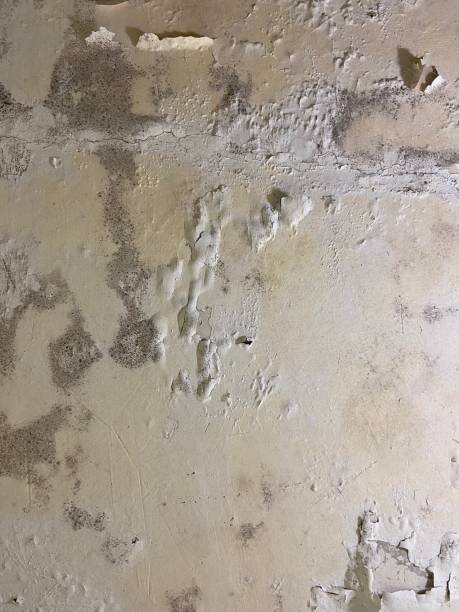 Best Professional Mold Removal  in Moody Af, GA