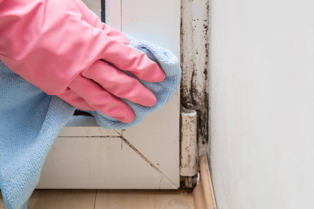 Office Mold Removal Services in Moody Af, GA